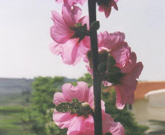 Flower: Alcea. Flowering in April-June.